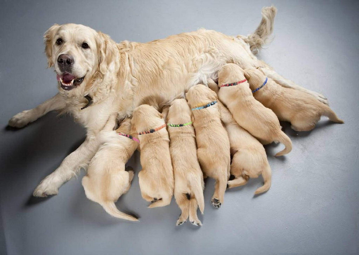 Soft Nylon Puppy Collars 12pcs N971440