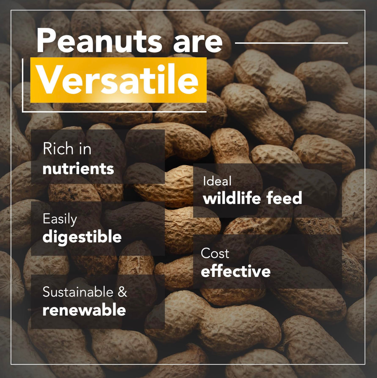 Raw Peanuts 25 LBS C675