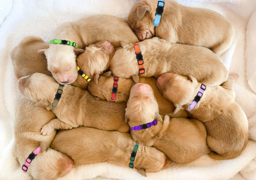 Soft Nylon Puppy Collars 12pcs N971440