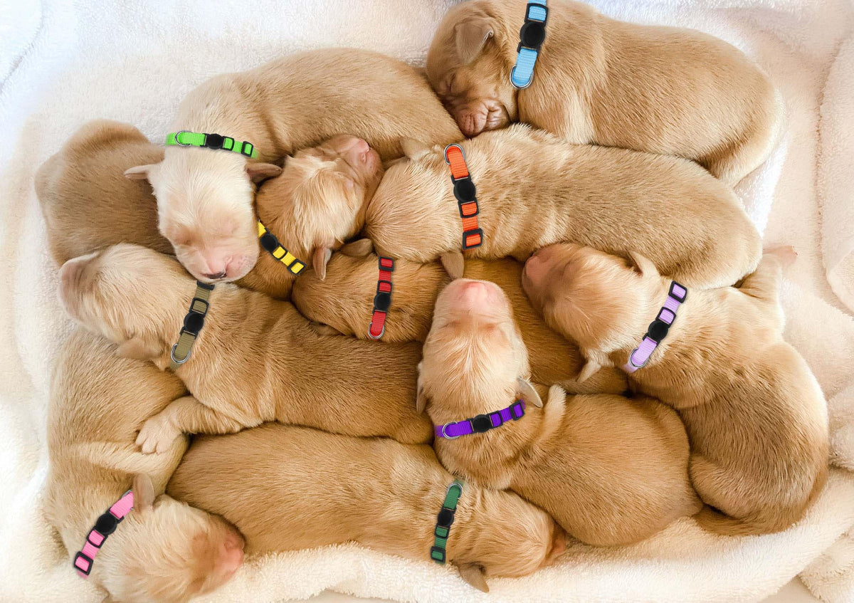 Soft Nylon Puppy Collars 12pcs N971440